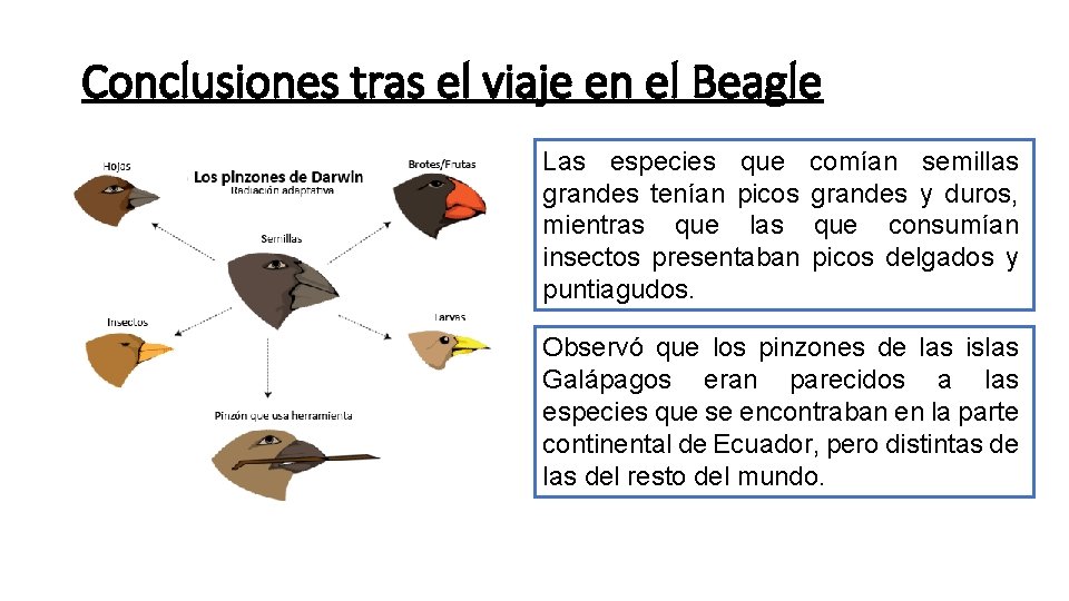 Conclusiones tras el viaje en el Beagle Las especies que grandes tenían picos mientras Conclusiones tras el viaje en el Beagle Las especies que grandes tenían picos mientras