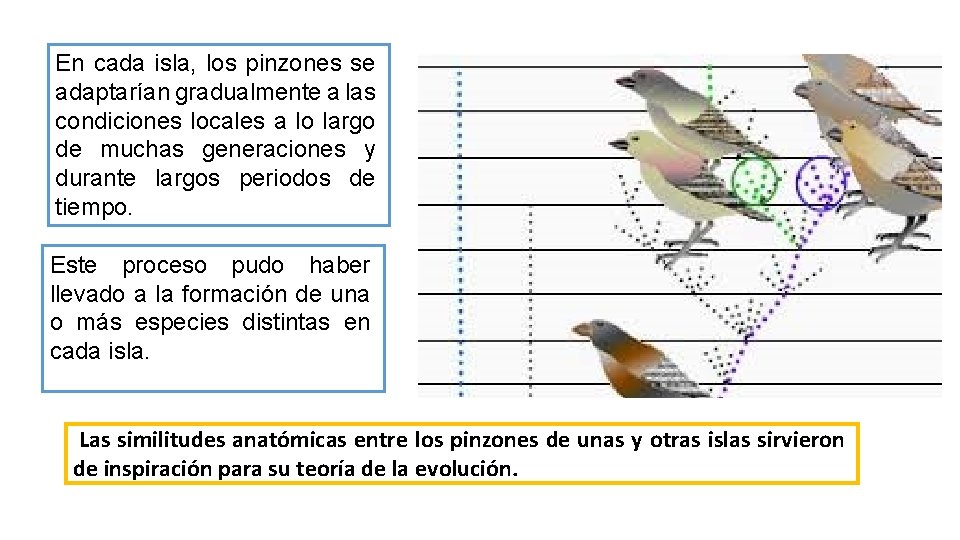 En cada isla, los pinzones se adaptarían gradualmente a las condiciones locales a lo En cada isla, los pinzones se adaptarían gradualmente a las condiciones locales a lo
