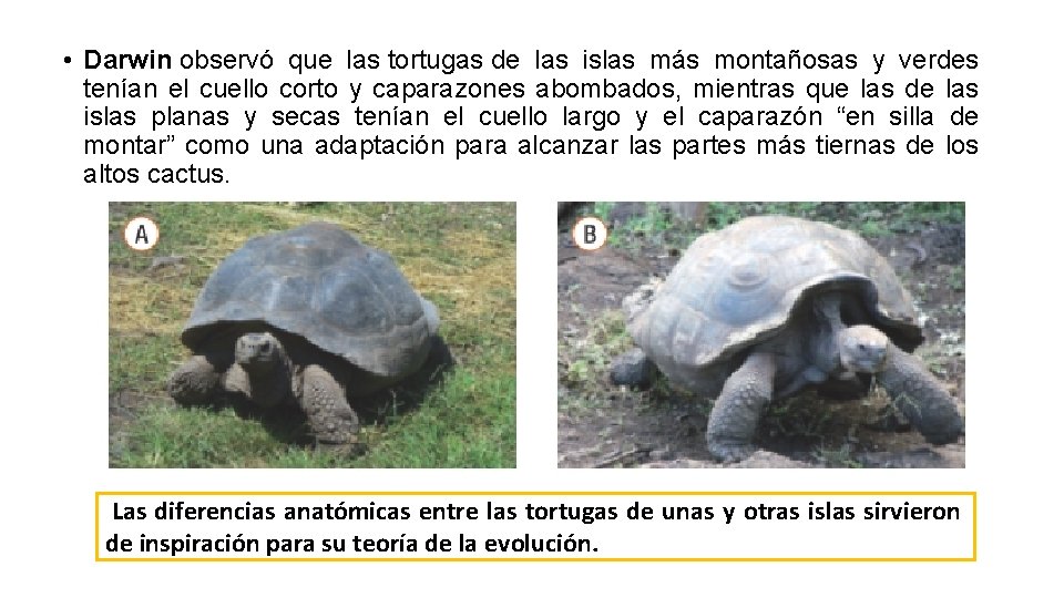 • Darwin observó que las tortugas de las islas más montañosas y verdes • Darwin observó que las tortugas de las islas más montañosas y verdes