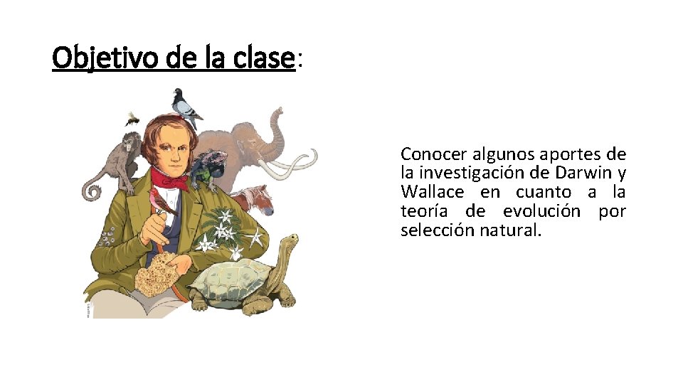 Objetivo de la clase: Conocer algunos aportes de la investigación de Darwin y Wallace Objetivo de la clase: Conocer algunos aportes de la investigación de Darwin y Wallace