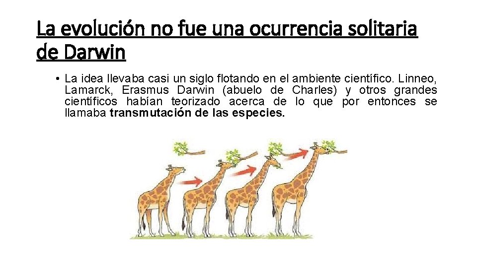 La evolución no fue una ocurrencia solitaria de Darwin • La idea llevaba casi La evolución no fue una ocurrencia solitaria de Darwin • La idea llevaba casi