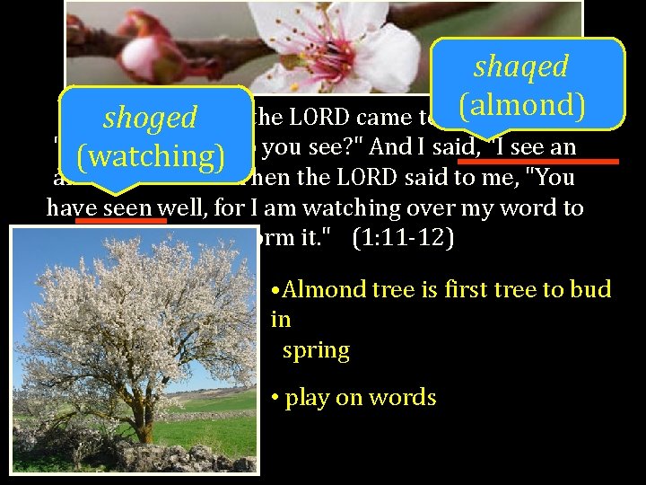 shaqed (almond) Andshoged the word of the LORD came to me, saying, "Jeremiah, what
