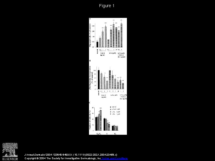 Figure 1 J Invest Dermatol 2004 123840 -849 DOI: (10. 1111/j. 0022 -202 X.