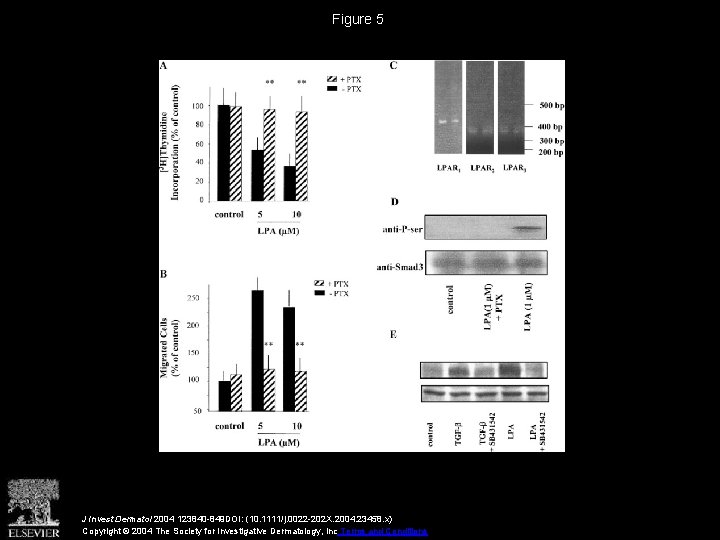 Figure 5 J Invest Dermatol 2004 123840 -849 DOI: (10. 1111/j. 0022 -202 X.