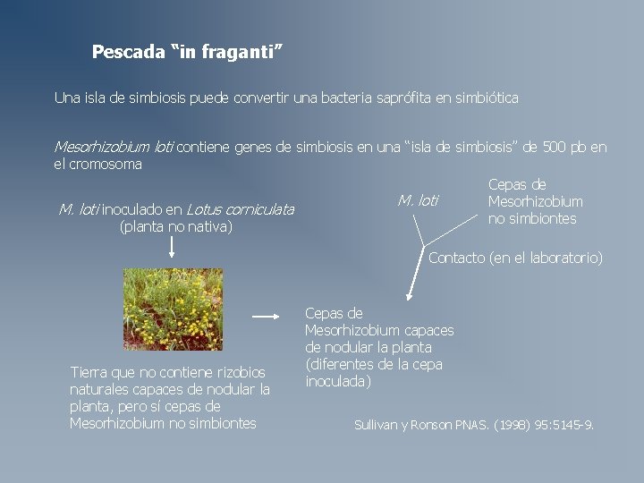 Pescada “in fraganti” Una isla de simbiosis puede convertir una bacteria saprófita en simbiótica Pescada “in fraganti” Una isla de simbiosis puede convertir una bacteria saprófita en simbiótica