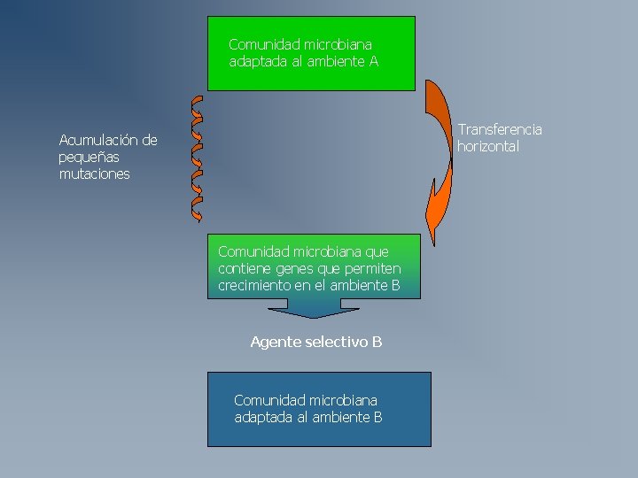 Comunidad microbiana adaptada al ambiente A Transferencia horizontal Acumulación de pequeñas mutaciones Comunidad microbiana Comunidad microbiana adaptada al ambiente A Transferencia horizontal Acumulación de pequeñas mutaciones Comunidad microbiana