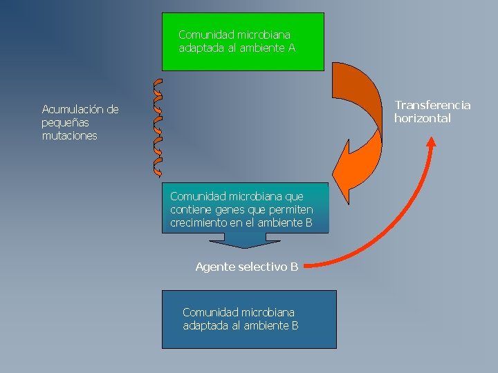 Comunidad microbiana adaptada al ambiente A Transferencia horizontal Acumulación de pequeñas mutaciones Comunidad microbiana Comunidad microbiana adaptada al ambiente A Transferencia horizontal Acumulación de pequeñas mutaciones Comunidad microbiana