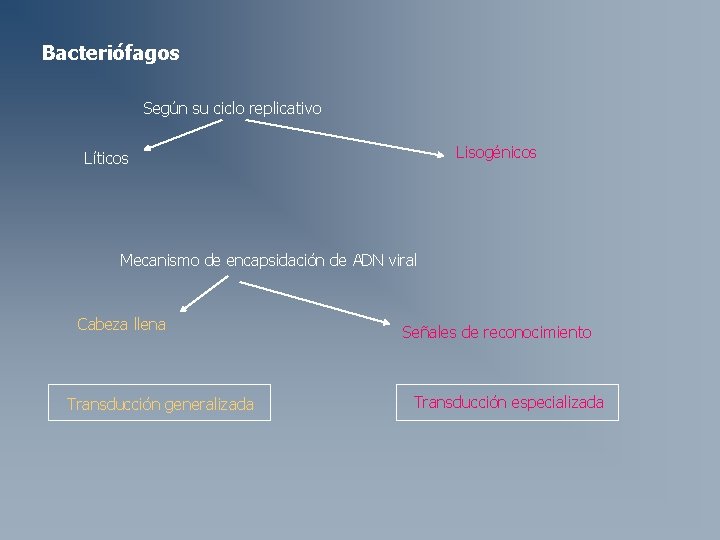 Bacteriófagos Según su ciclo replicativo Lisogénicos Líticos Mecanismo de encapsidación de ADN viral Cabeza Bacteriófagos Según su ciclo replicativo Lisogénicos Líticos Mecanismo de encapsidación de ADN viral Cabeza