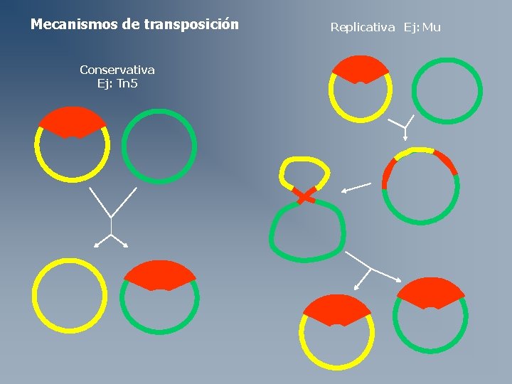 Mecanismos de transposición Conservativa Ej: Tn 5 Replicativa Ej: Mu Mecanismos de transposición Conservativa Ej: Tn 5 Replicativa Ej: Mu