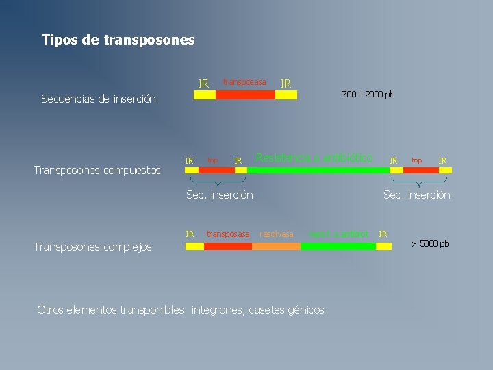 Tipos de transposones IR transposasa IR 700 a 2000 pb Secuencias de inserción Transposones Tipos de transposones IR transposasa IR 700 a 2000 pb Secuencias de inserción Transposones