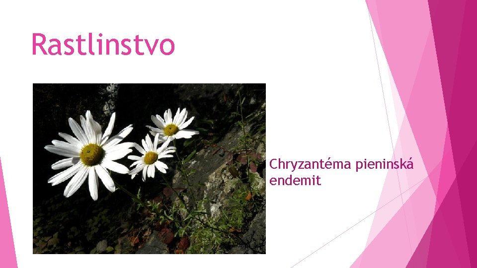 Rastlinstvo Chryzantéma pieninská endemit 