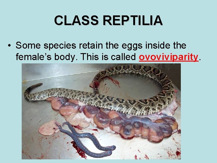 CLASS REPTILIA • Some species retain the eggs inside the female’s body. This is