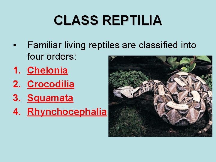 CLASS REPTILIA • 1. 2. 3. 4. Familiar living reptiles are classified into four