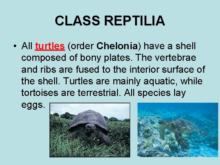 CLASS REPTILIA • All turtles (order Chelonia) Chelonia have a shell composed of bony