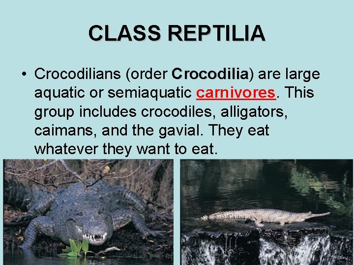 CLASS REPTILIA • Crocodilians (order Crocodilia) Crocodilia are large aquatic or semiaquatic carnivores. This