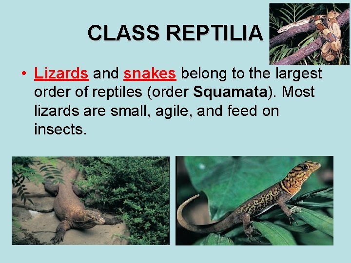 CLASS REPTILIA • Lizards and snakes belong to the largest order of reptiles (order