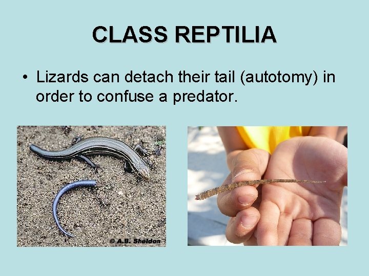 CLASS REPTILIA • Lizards can detach their tail (autotomy) in order to confuse a