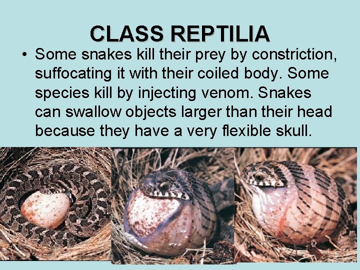 CLASS REPTILIA • Some snakes kill their prey by constriction, suffocating it with their