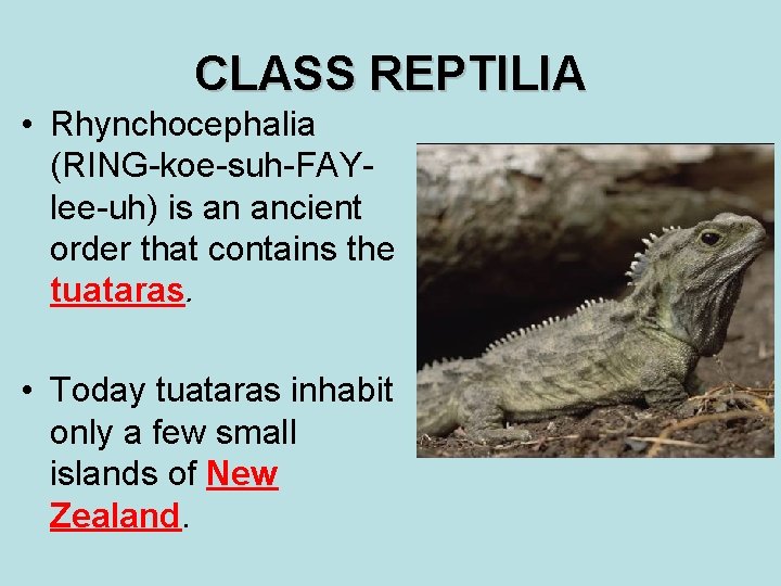 CLASS REPTILIA • Rhynchocephalia (RING-koe-suh-FAYlee-uh) is an ancient order that contains the tuataras. •
