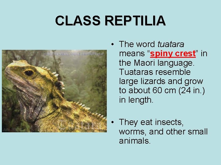 CLASS REPTILIA • The word tuatara means “spiny crest” in the Maori language. Tuataras