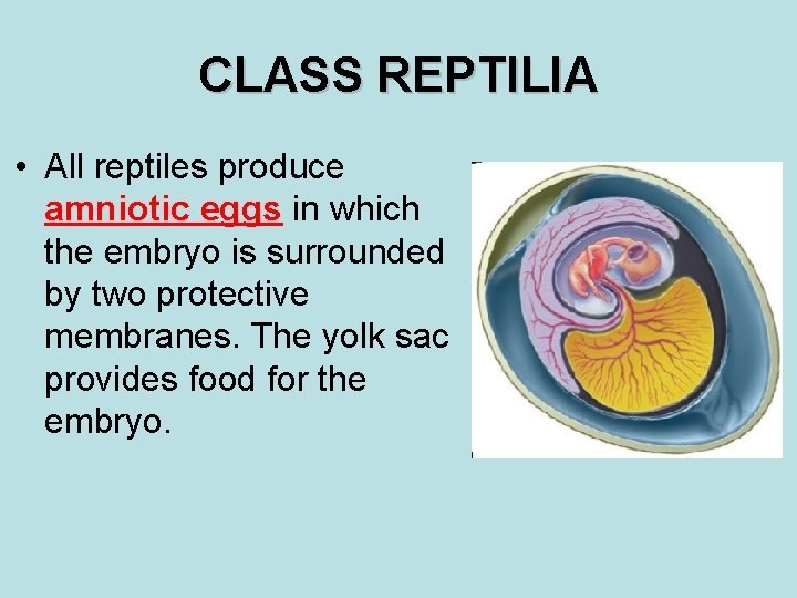 CLASS REPTILIA • All reptiles produce amniotic eggs in which the embryo is surrounded