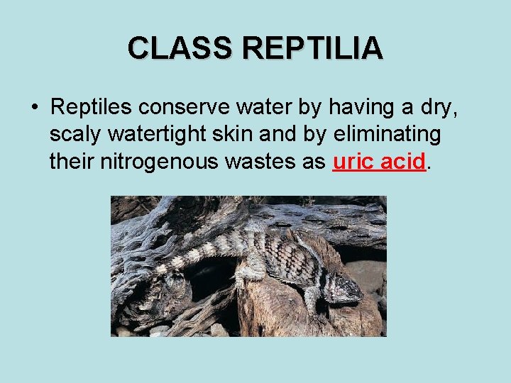 CLASS REPTILIA • Reptiles conserve water by having a dry, scaly watertight skin and