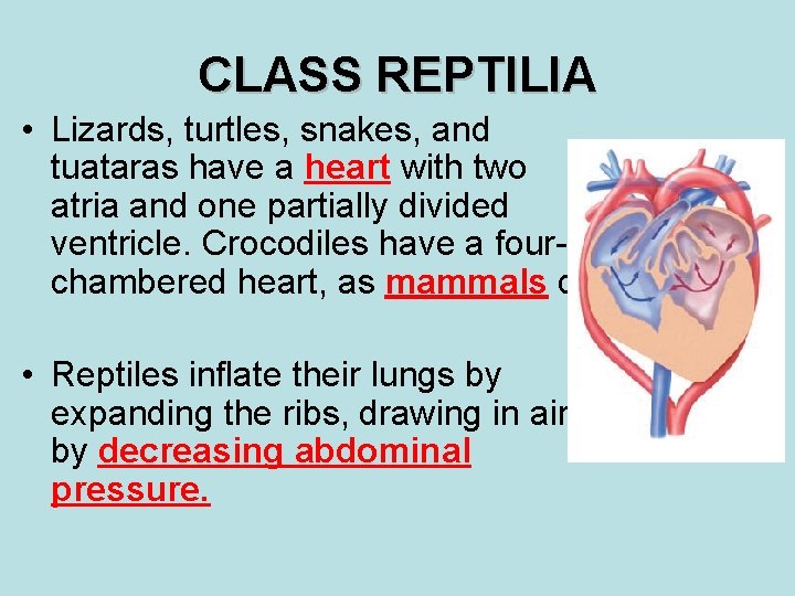 CLASS REPTILIA • Lizards, turtles, snakes, and tuataras have a heart with two atria