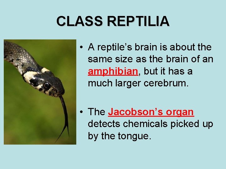 CLASS REPTILIA • A reptile’s brain is about the same size as the brain