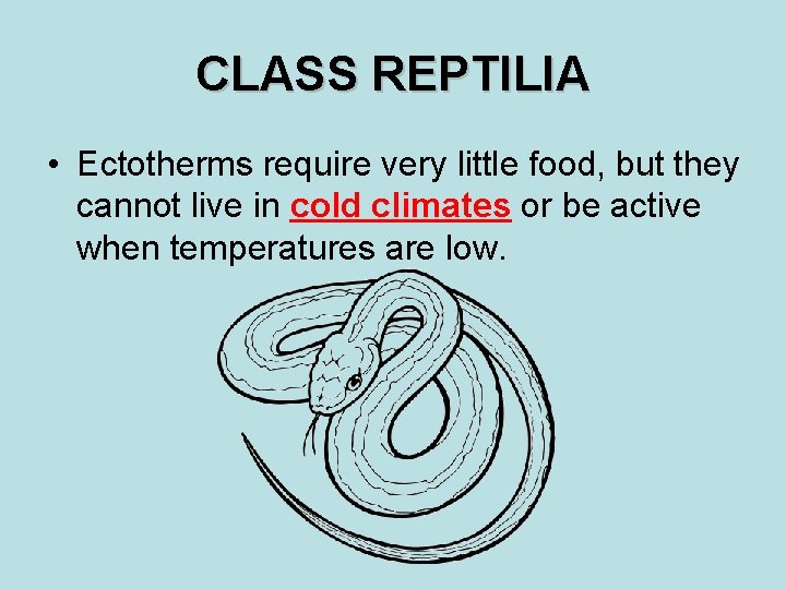 CLASS REPTILIA • Ectotherms require very little food, but they cannot live in cold