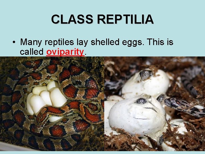CLASS REPTILIA • Many reptiles lay shelled eggs. This is called oviparity. 