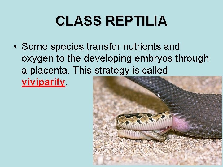 CLASS REPTILIA • Some species transfer nutrients and oxygen to the developing embryos through