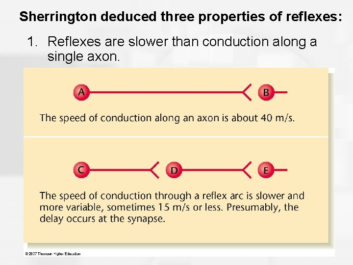 Sherrington deduced three properties of reflexes: 1. Reflexes are slower than conduction along a Sherrington deduced three properties of reflexes: 1. Reflexes are slower than conduction along a