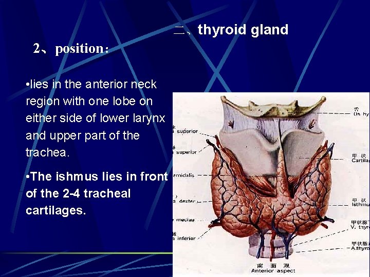 二、thyroid gland 2、position： • lies in the anterior neck region with one lobe on