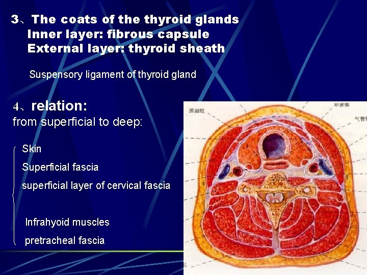 3、The coats of the thyroid glands Inner layer: fibrous capsule External layer: thyroid sheath