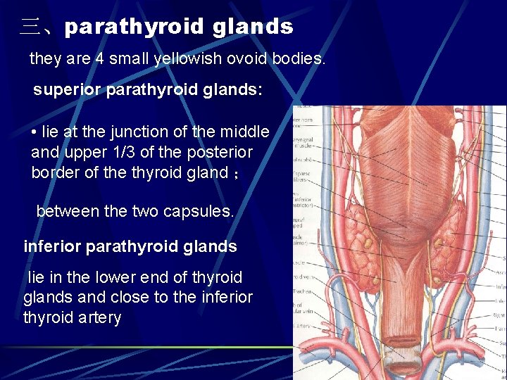 三、parathyroid glands they are 4 small yellowish ovoid bodies. superior parathyroid glands: • lie