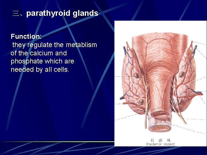 三、parathyroid glands Function: they regulate the metablism of the calcium and phosphate which are