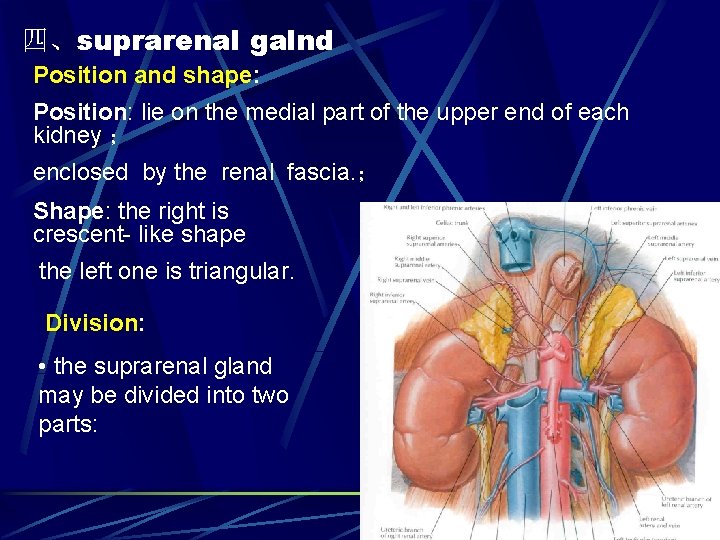 四、suprarenal galnd Position and shape: Position: lie on the medial part of the upper