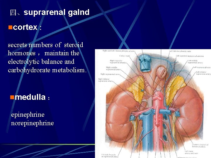 四、suprarenal galnd ncortex : secrets numbers of steroid hormones ，maintain the electrolytic balance and