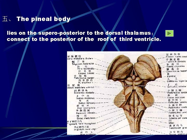 五、 The pineal body lies on the supero-posterior to the dorsal thalamus； connect to