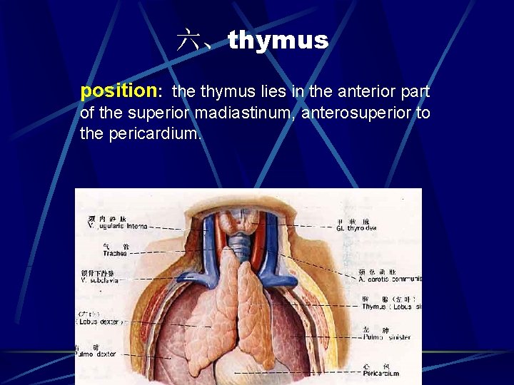 六、thymus position: the thymus lies in the anterior part of the superior madiastinum, anterosuperior