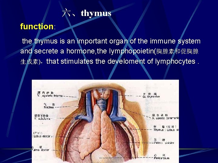 六、thymus function: the thymus is an important organ of the immune system and secrete