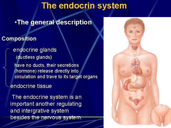 The endocrin system • The general description Composition endocrine glands (ductless glands) have no