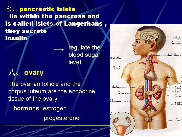 七、 pancreatic islets lie within the pancreas and is called islets of Langerhans ,