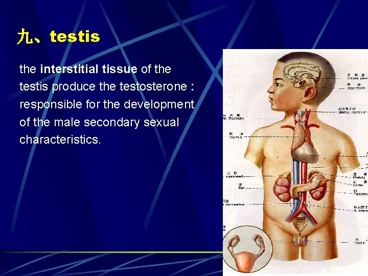 九、testis the interstitial tissue of the testis produce the testosterone : responsible for the