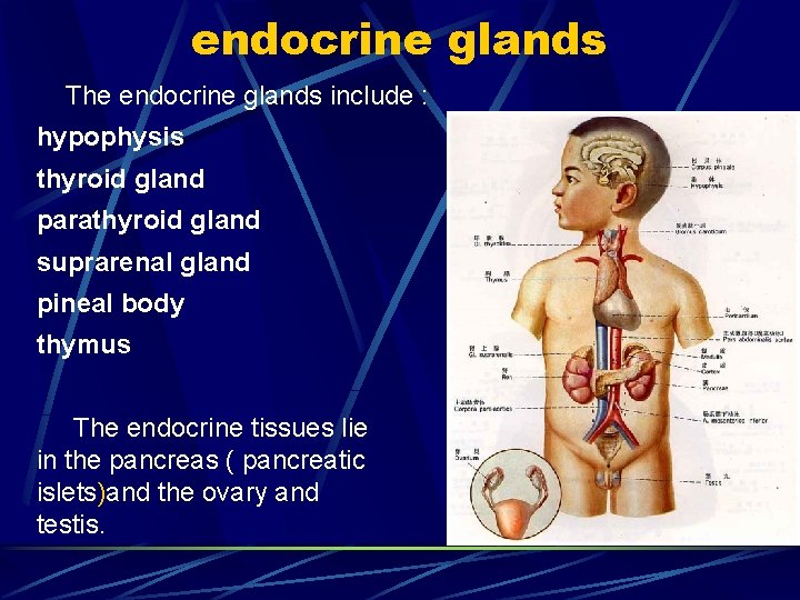 endocrine glands The endocrine glands include : hypophysis thyroid gland parathyroid gland suprarenal gland