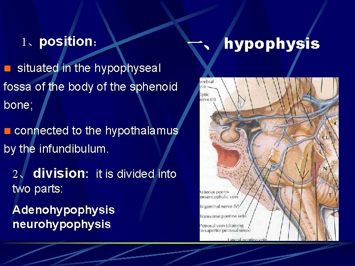 1、position： n situated in the hypophyseal fossa of the body of the sphenoid bone;