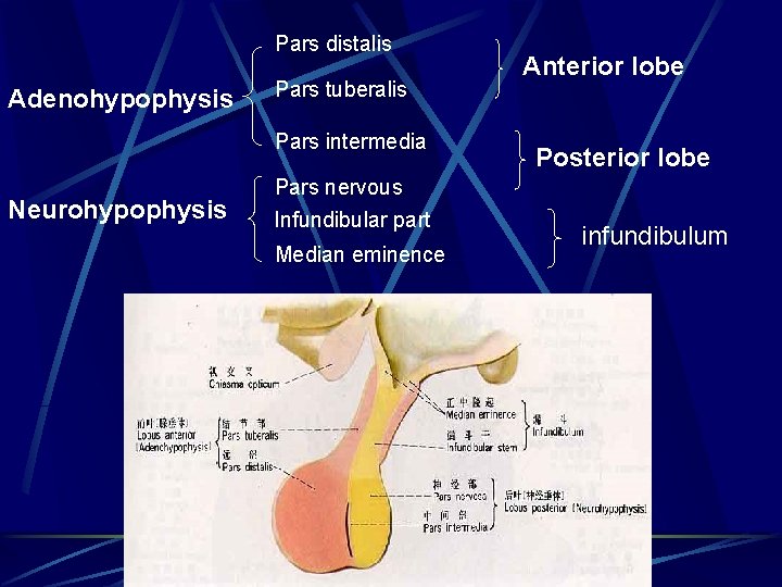 Pars distalis Adenohypophysis Pars tuberalis Pars intermedia Neurohypophysis Pars nervous Infundibular part Median eminence