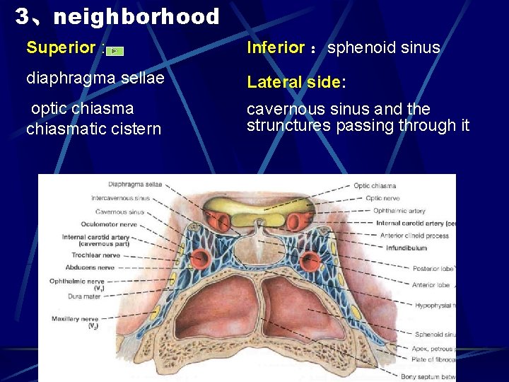 3、neighborhood Superior : Inferior ：sphenoid sinus diaphragma sellae Lateral side: optic chiasmatic cistern cavernous