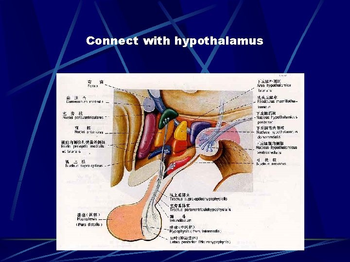 Connect with hypothalamus 