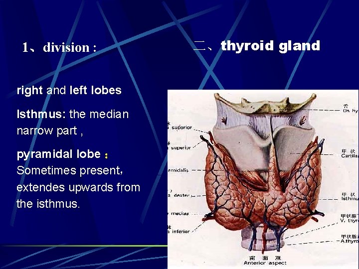 1、division : right and left lobes Isthmus: the median narrow part , pyramidal lobe